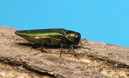 emerald ash borer